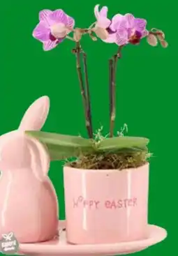 OBI Oster-Arrangement Angebot