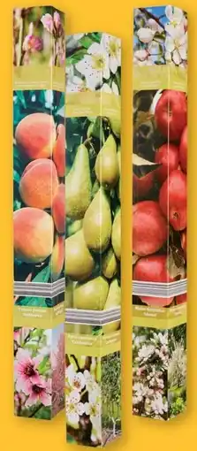 Lidl Obstbaum in Faltschachtel Angebot