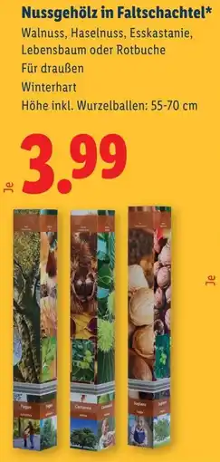 Lidl Nussgehölz in Faltschachtel Angebot