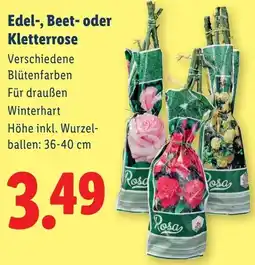 Lidl Edel-, Beet- oder Kletterrose Angebot