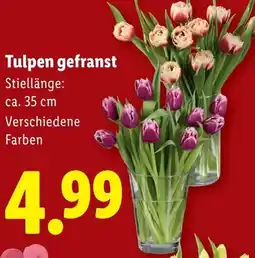 Lidl Tulpen gefranst Angebot