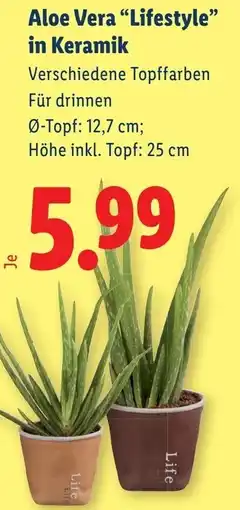 Lidl Aloe Vera "Lifestyle in Keramik Angebot