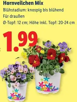 Lidl Hornveilchen Mix Angebot