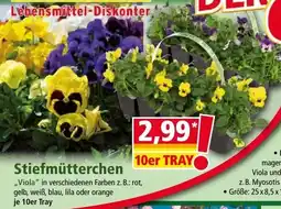 Norma Stiefmütterchen Angebot