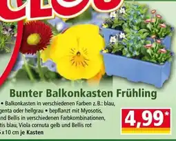 Norma Bunter Balkonkasten Frühling Angebot