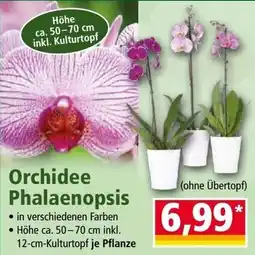 Norma Orchidee Phalaenopsis Angebot