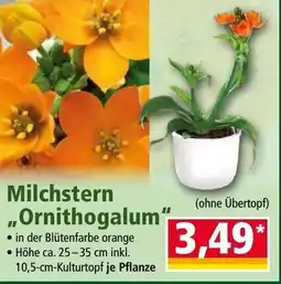 Norma Milchstern Ornithogalum Angebot