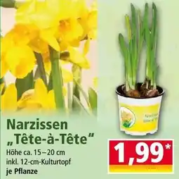 Norma Narzissen Tête-à-tête Angebot
