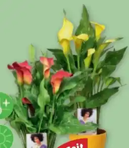 PENNY Zimmercalla Angebot