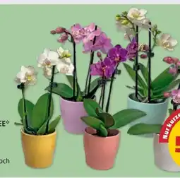 PENNY Mini-Orchidee Angebot