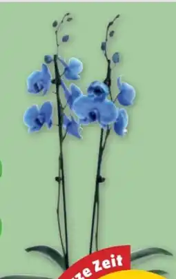 PENNY Orchidee Magic Colour Angebot