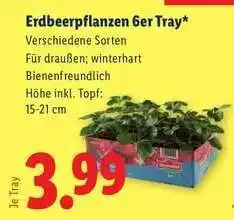 Lidl Erdbeerpflanzen 6er Tray Angebot