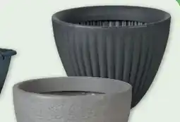 PENNY Pflanztopf Angebot