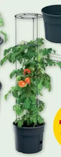 PENNY Tomatenpflanzkübel Angebot