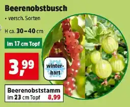Thomas Philipps Beerenobstbusch Angebot