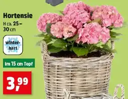 Thomas Philipps Hortensie Angebot