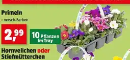 Thomas Philipps Primeln Angebot
