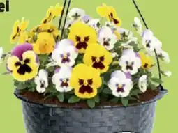 Thomas Philipps Stiefmütterchen oder Hornveilchen Angebot