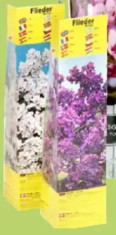 Thomas Philipps Blütenstauden Angebot