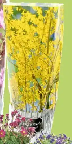 Thomas Philipps Blütenstauden Angebot