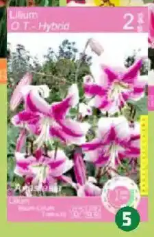 Thomas Philipps Baumlilien Angebot