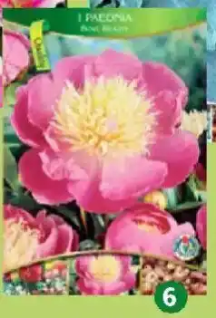 Thomas Philipps Pfingstrose Angebot