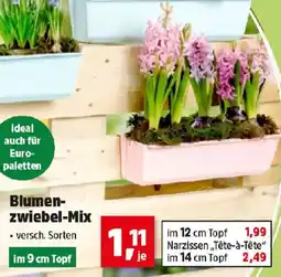 Thomas Philipps Blumenzwiebel Mix Angebot
