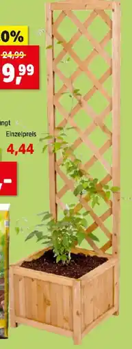 Thomas Philipps Pflanzkübel mit Rankgitter Angebot