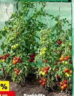 Thomas Philipps Tomatengewächs haus Angebot