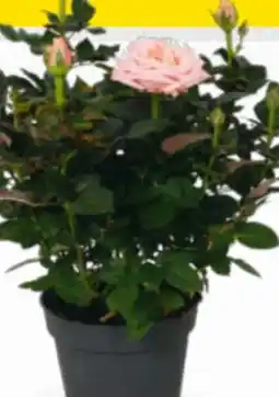 Billa Topfrosen Angebot