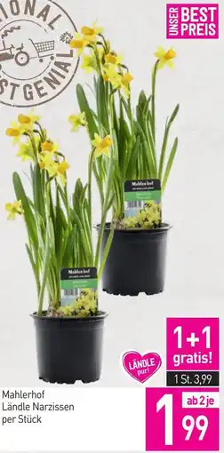 Sutterlüty Mahlerhof Ländle Narzissen Angebot