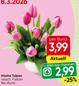 Spar frische Tulpen Angebot