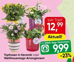Spar Topfrosen in Keramik oder Weltfrauentags Arrangement Angebot