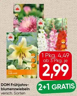 Spar DOM Frühjahrs blumenzwiebeln Angebot