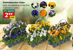 Lagerhaus Stiefmütterchen Violen Angebot