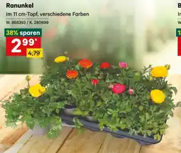 Lagerhaus Ranunkel Angebot