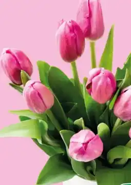 Spar Tulpen Angebot