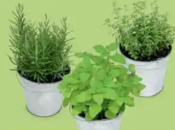 Hofer Gewürze im Zinktopf Angebot