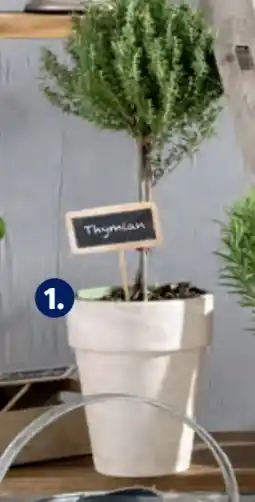 Hofer Gewürzstämmchen Angebot