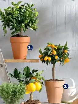 Hofer Zitrus-Stämmchen Angebot