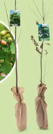 Hofer Trockenheitsliebende Bäume Angebot