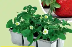 Hofer Erdbeerpflanzen Angebot