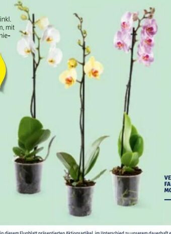 Hofer Orchidee Angebot