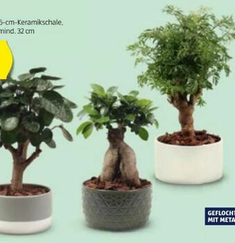Hofer Bonsai Angebot