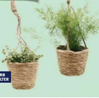 Hofer Grünpflanzen Angebot