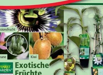 Norma Exotische Früchte Angebot