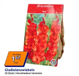 Action Gladiolenzwiebeln Angebot