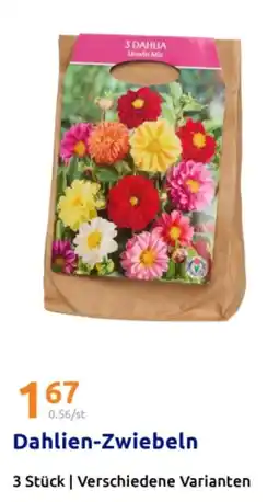 Action Dahlien Zwiebeln Angebot