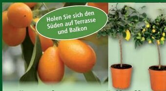 Norma Stämmchen Angebot