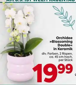Billa Orchidee Blossoming Double in Keramik Angebot